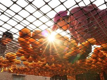 山西新绛：富农“柿”业正当“柿”