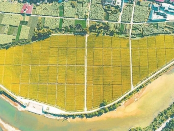 松溪县制种水稻喜获丰收