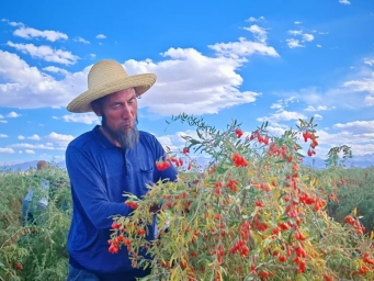 今年青海都兰县枸杞鲜果预计销售实现200吨
