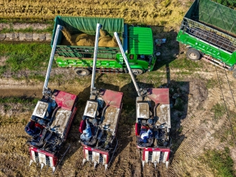 安徽庐江：金色稻浪涌 丰收画卷新